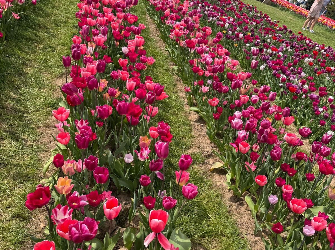 Tulleys Tulip Garden - Warwickshire-沃里克必去景点