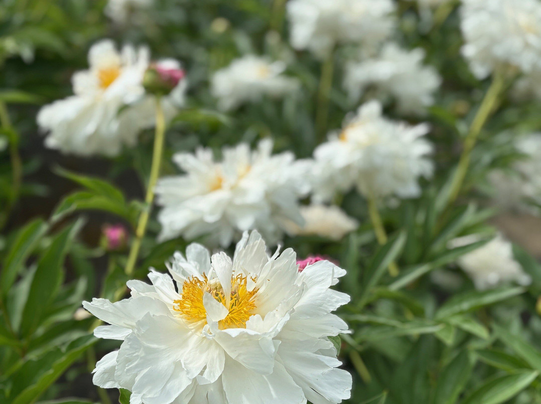 Georgeson Botanical Garden-费尔班克斯必去景点