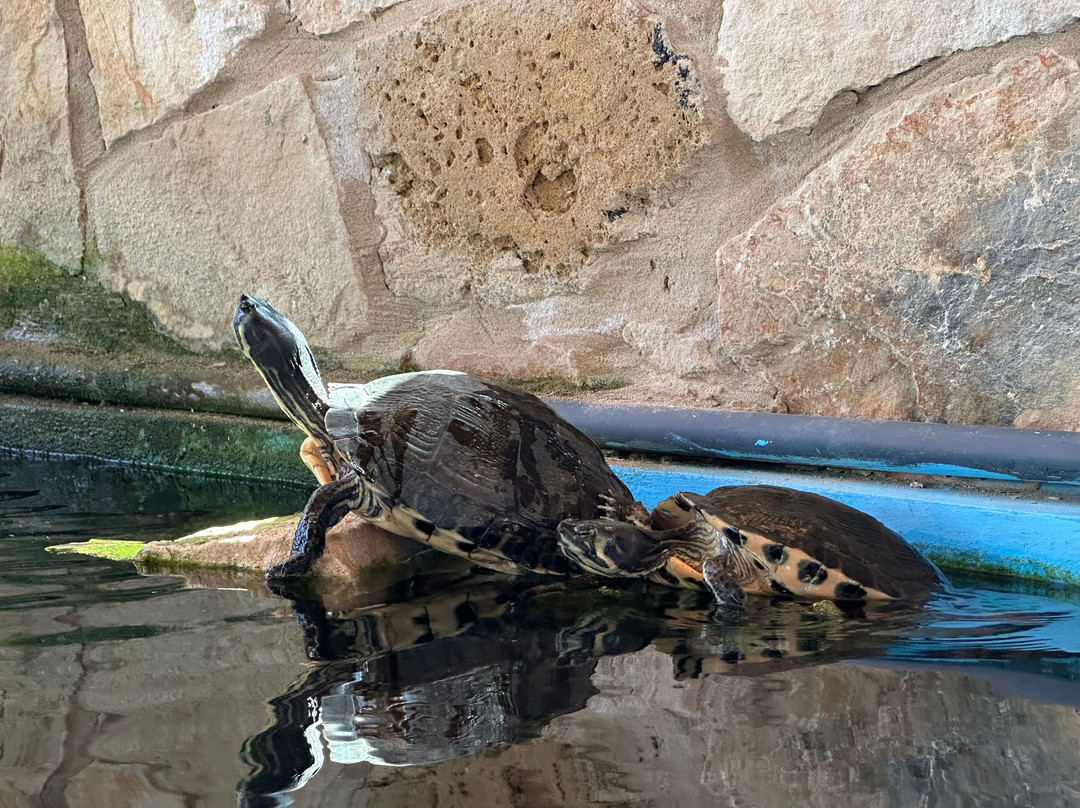 Zakynthos Turtle Rescue Center-瓦西里科斯必去景点