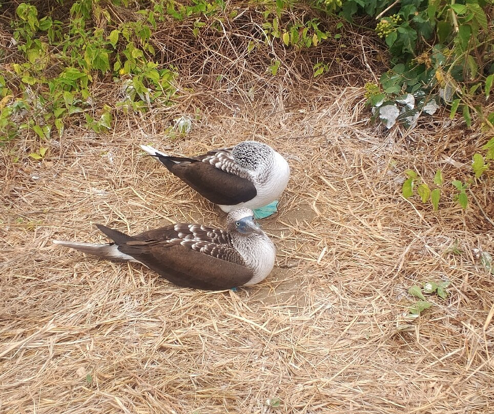 Isla de la Plata-Puerto Lopez必去景点