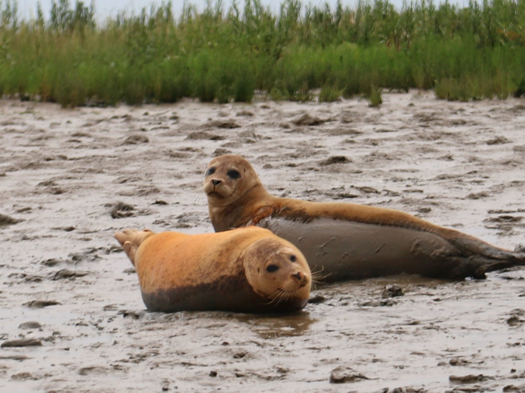 Discovery Seal Trips-Rochford必去景点