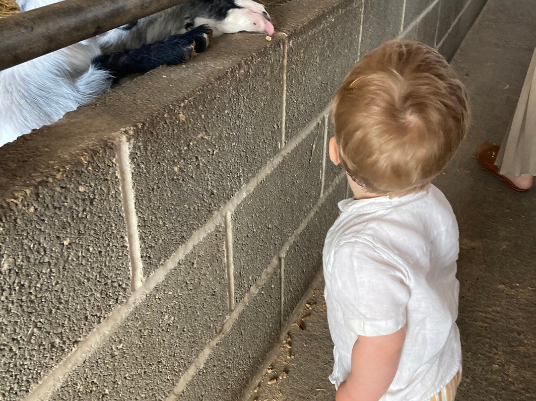 Boston Park Farm Maize Maze-唐克斯特必去景点