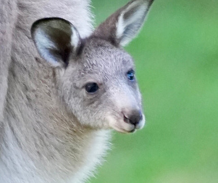 Perfect Day Sydney-悉尼必去景点