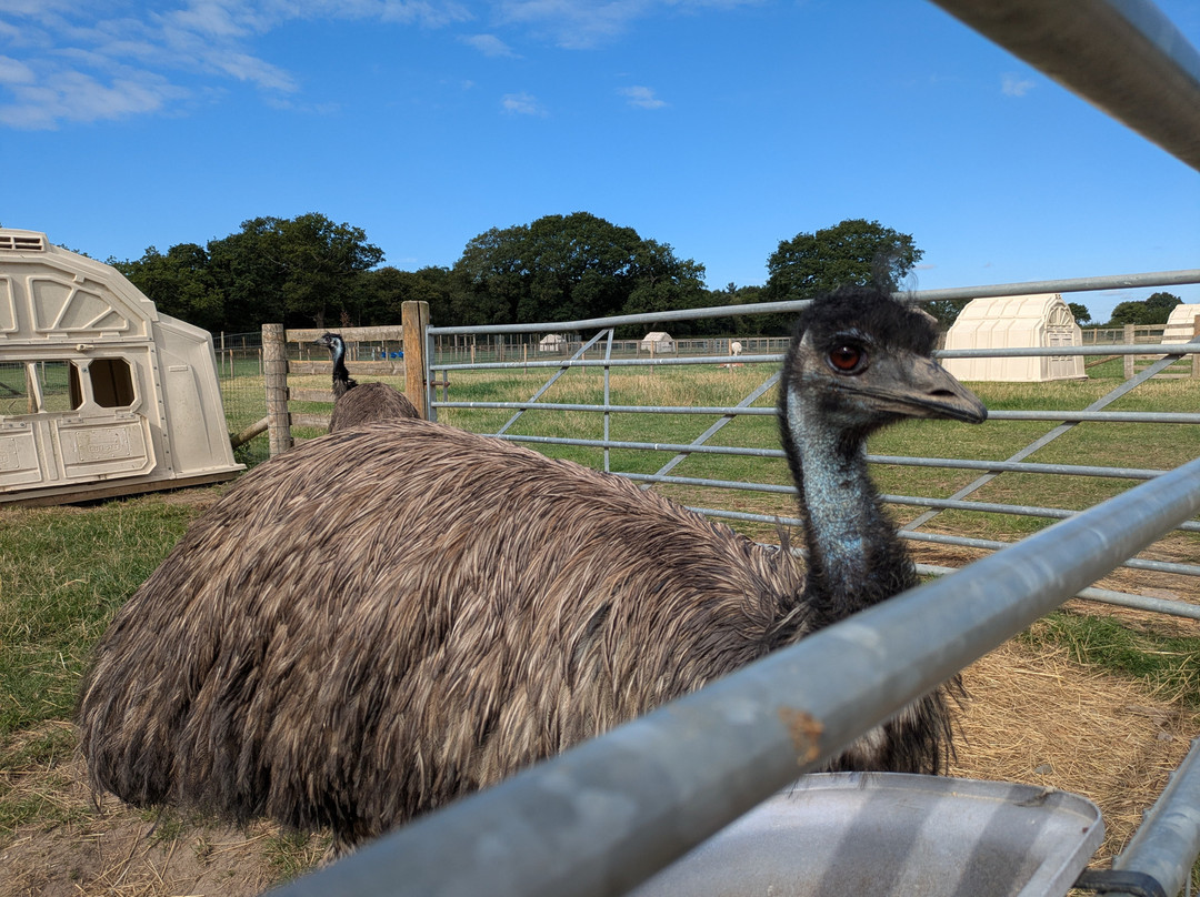 Attwell Farm Park-雷迪奇必去景点