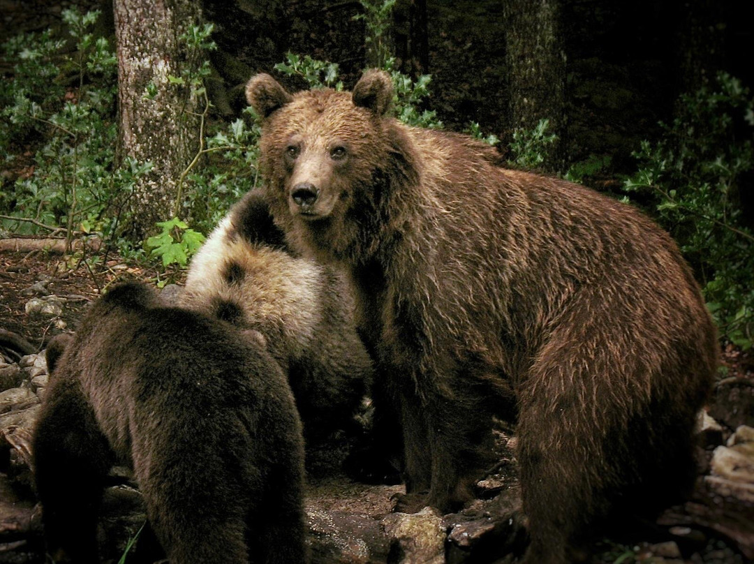 CROmedo-bearwatching