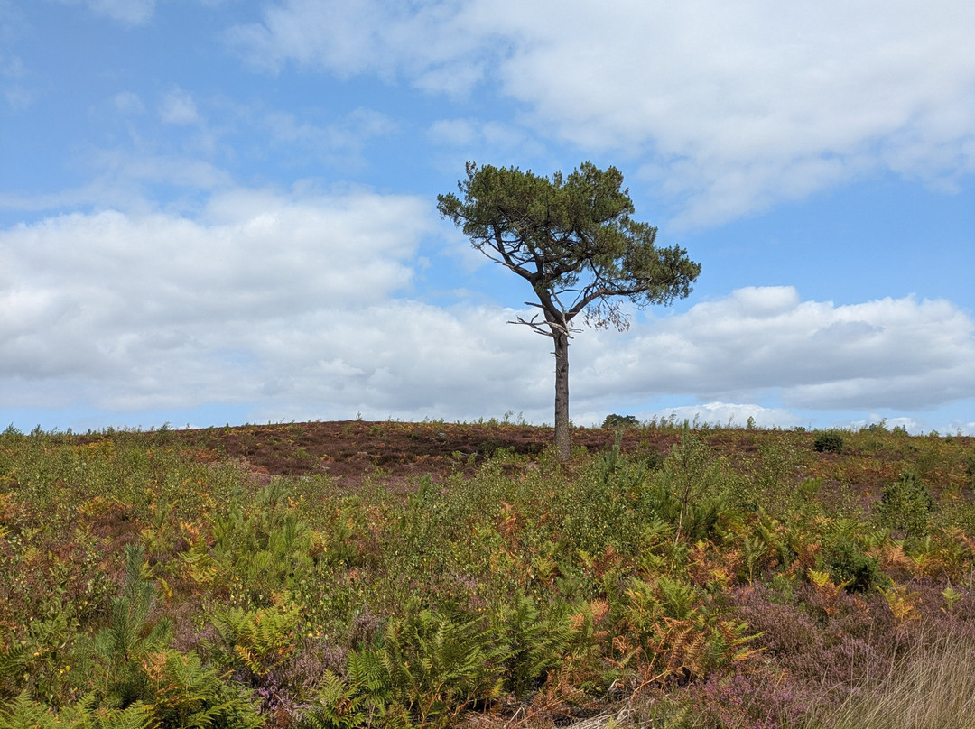 RSPB Arne-Arne必去景点
