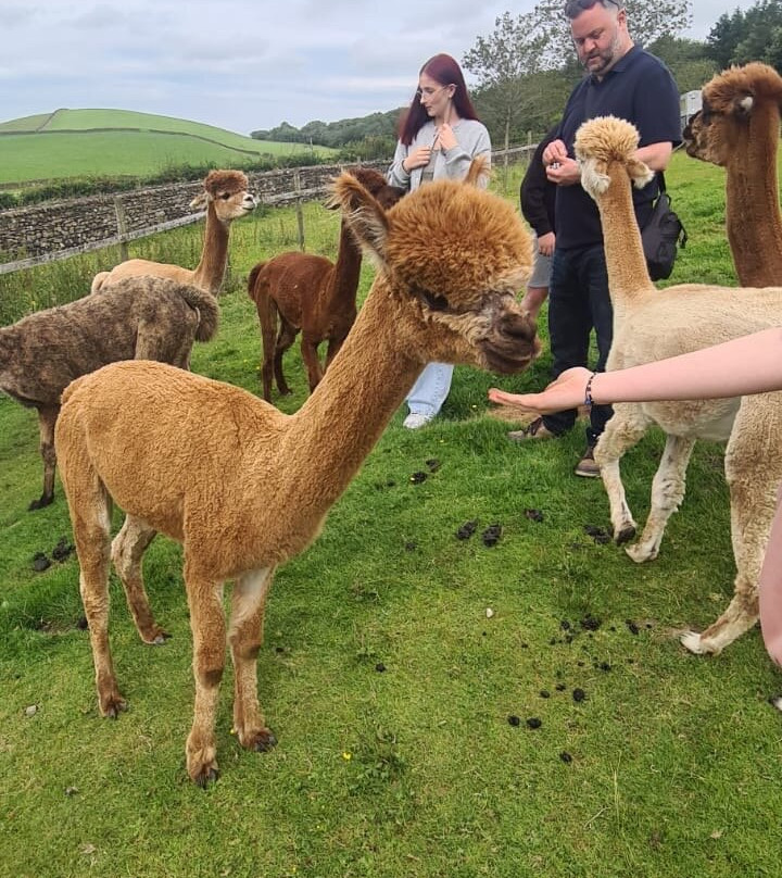 Wreay Syke Alpacas-肯德尔必去景点