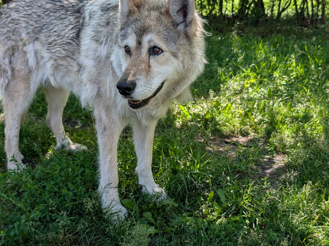 Yamnuska Wolfdog Sanctuary-科克伦必去景点