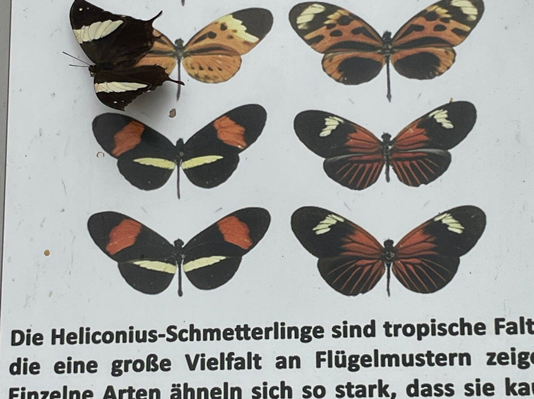 Schmetterlingspark Fehmarn-Burg auf Fehmarn必去景点