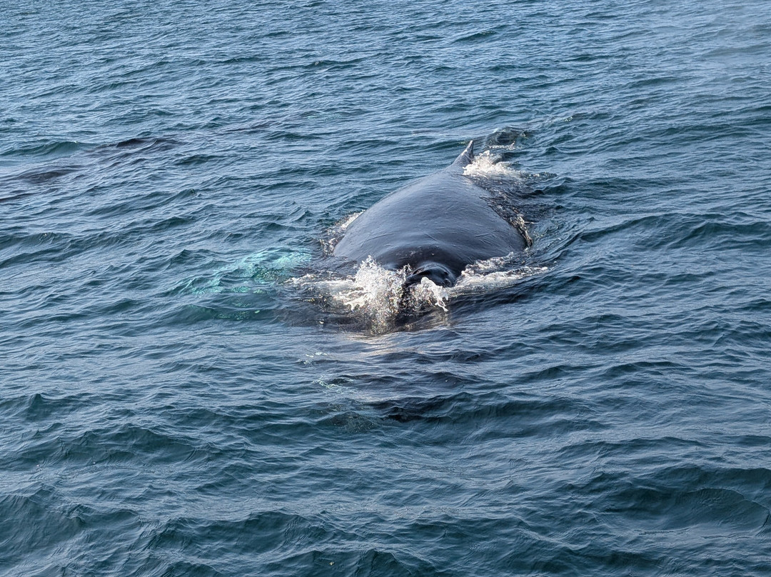 Adventure Bay Whale Watch Co.-Tiverton必去景点