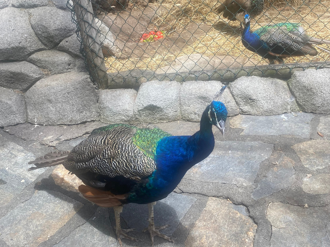 Maroparque Isla de La Palma-Brena Alta必去景点