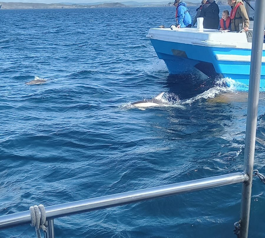 Whale Watch West Cork-Baltimore必去景点