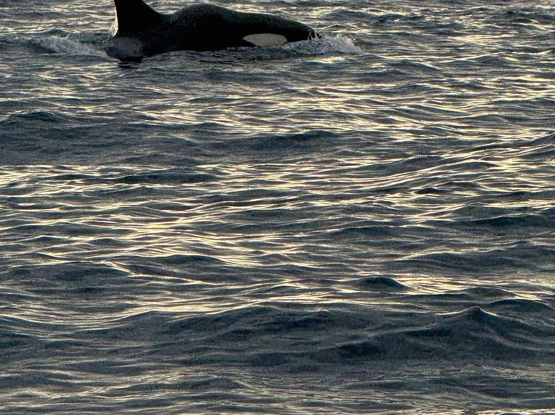 Whale2Sea-Andenes必去景点