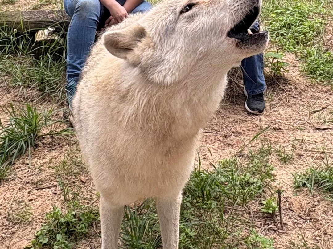 Seacrest Wolf Preserve-Chipley必去景点