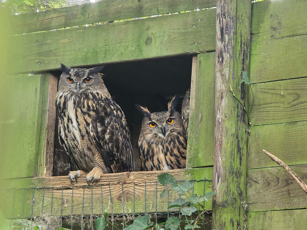 Uilen- en Dierenpark De Paay-Beesd必去景点