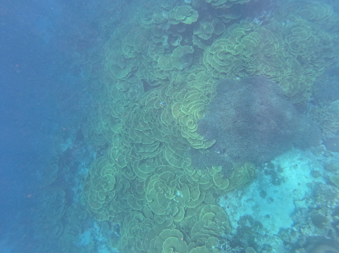 Salt Diver-塔韦乌尼岛必去景点