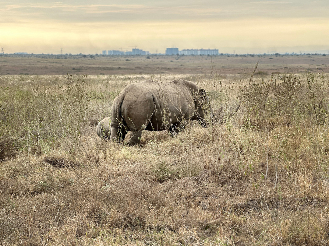 NIVLEK TOURS-内罗毕必去景点