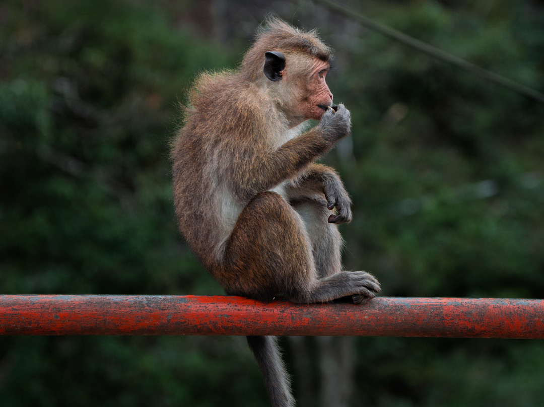 Beauty Island Lanka Travels-Wattegama必去景点