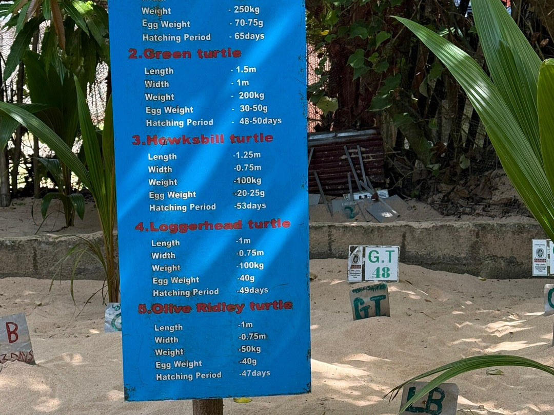 海龟保护协会-班托塔必去景点