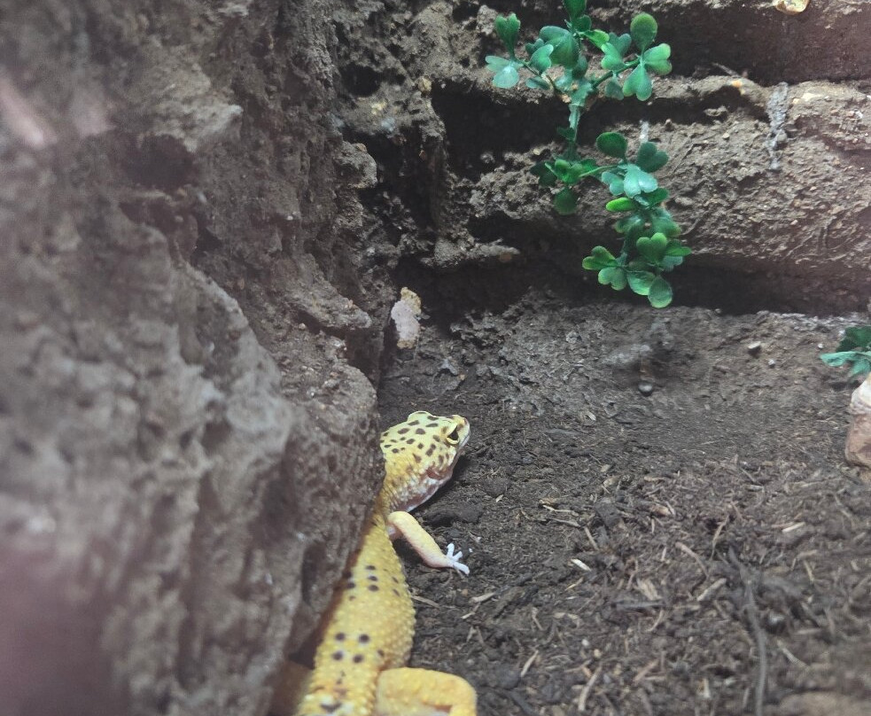 Amazonia: The Jungle Experience Tour-威廉斯塔德必去景点