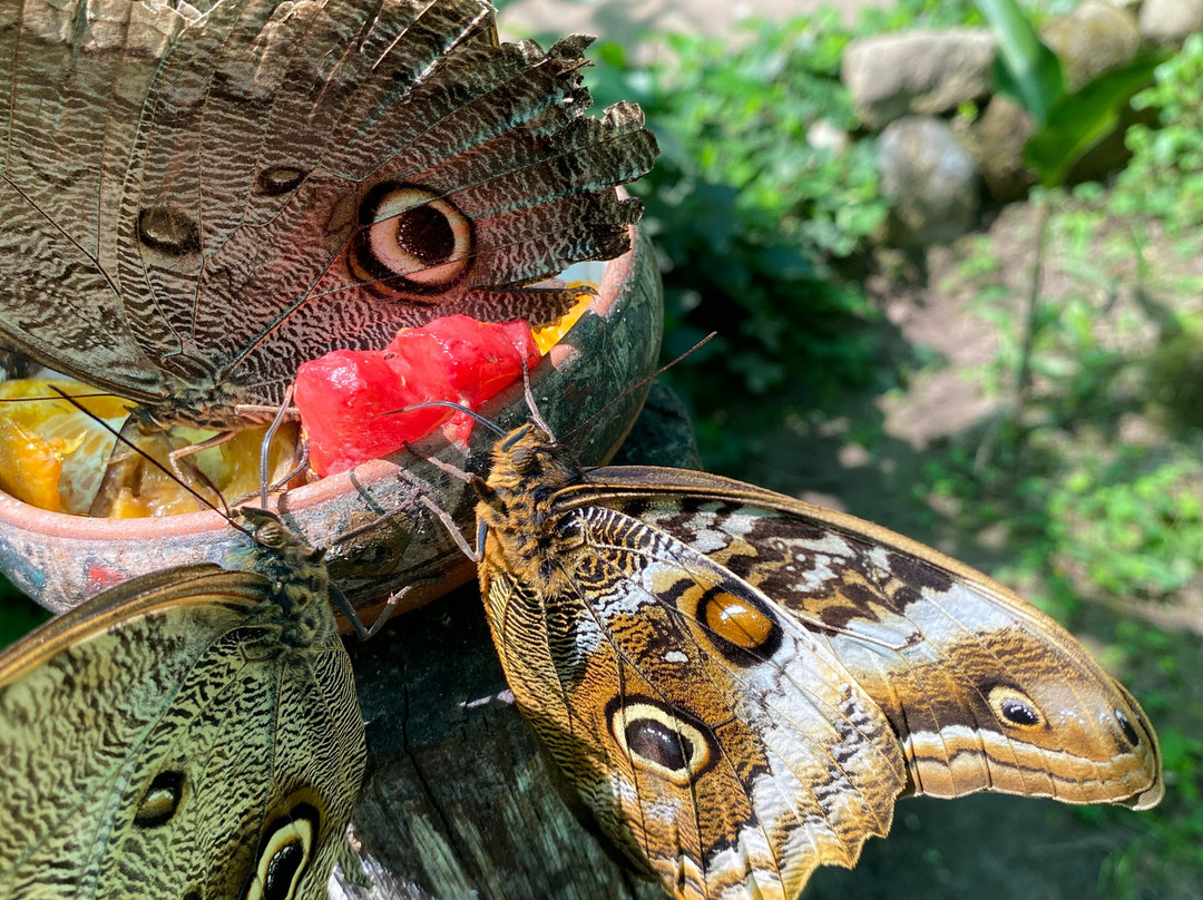 Mariposario De Machupicchu-温泉镇必去景点