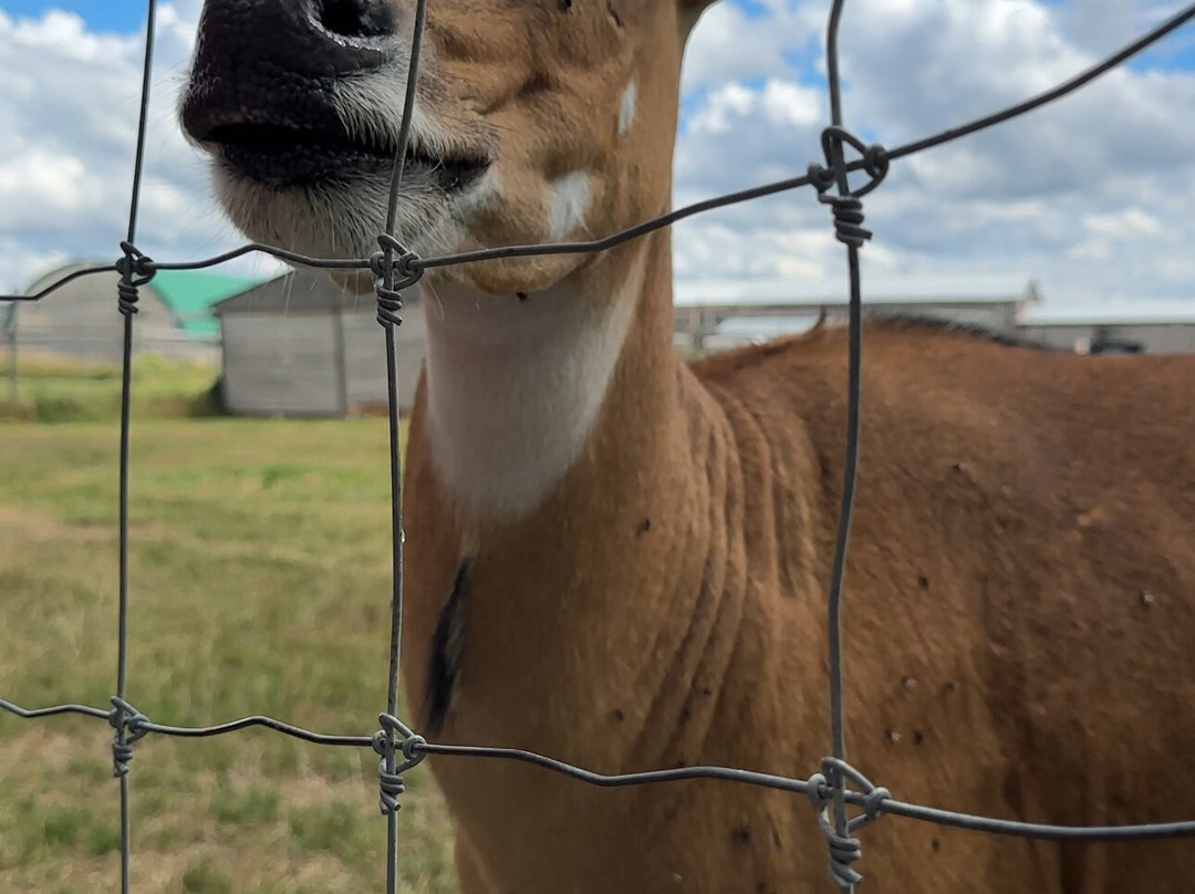 Elmvale Jungle Zoo-Elmvale必去景点