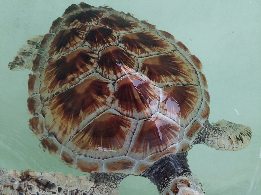 Sea Turtle Conservation Project (Koggala)-克拉必去景点