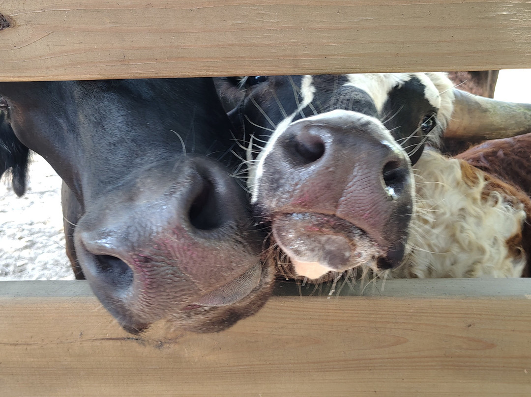 Turquoise Acres Ranch-卡蒂必去景点