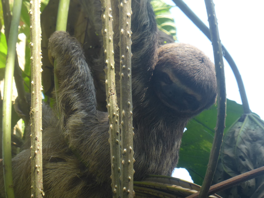 Amazon Jungle Johnny Tours-Puerto Narino必去景点