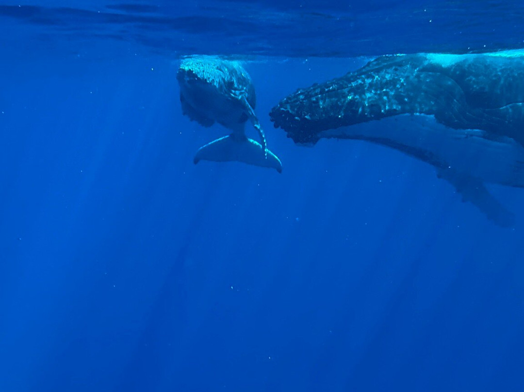 Scubapiti-莫雷阿岛必去景点