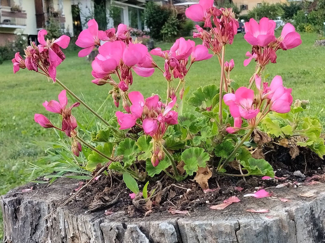 Eco Park Hotel Azalea主图