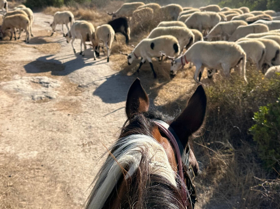 Solid Rocks Algarve Horse Trail Adventures-Porches必去景点