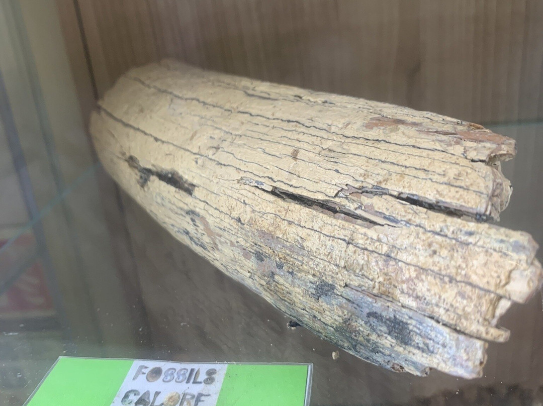 Fossils Galore Museum-March必去景点