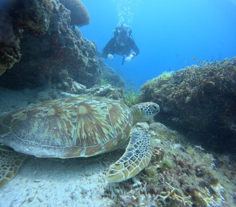 Honu Dive Center-null必去景点