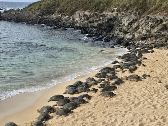 Ohana Tours Maui-芭雅必去景点