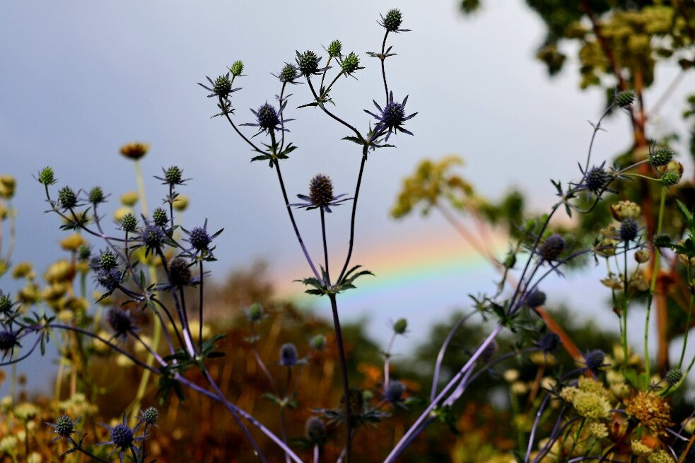 Akureyri Botanical Garden-阿克雷里必去景点