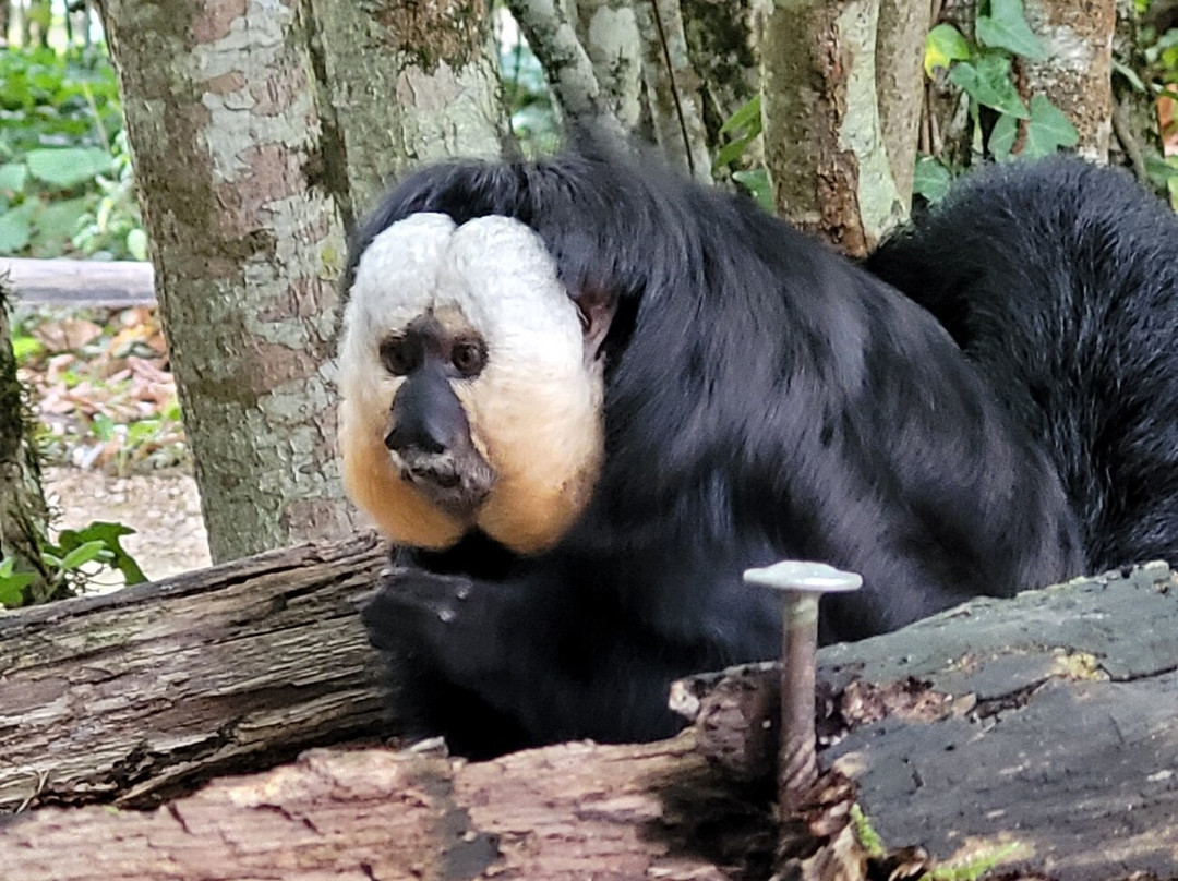 La Vallée des Singes-Romagne必去景点