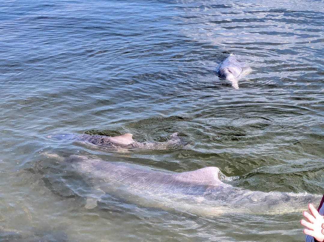 Barnacles Dolphin Centre-Tin Can Bay必去景点