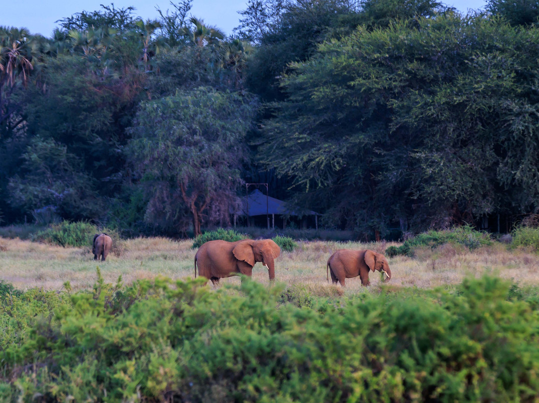 Samburu Elephant Lodge