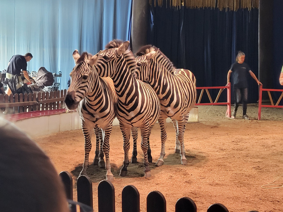 Elefantenhof Platschow-Platschow必去景点