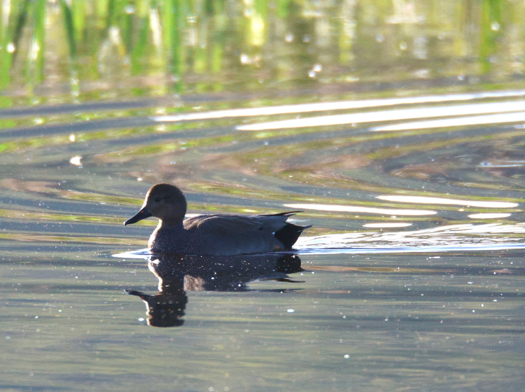 RSPB Leighton Moss Nature Reserve-Silverdale必去景点