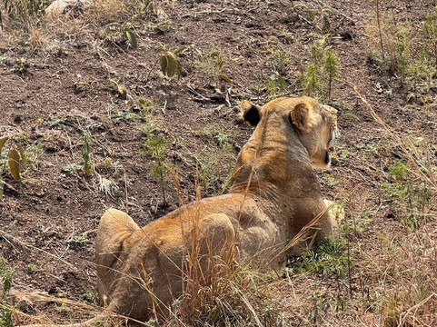 Malee Safaris-内罗毕必去景点