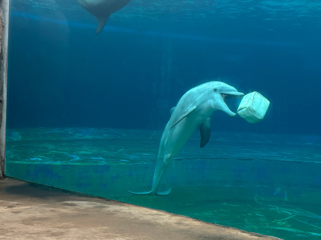 Mississippi Aquarium-格尔夫波特必去景点