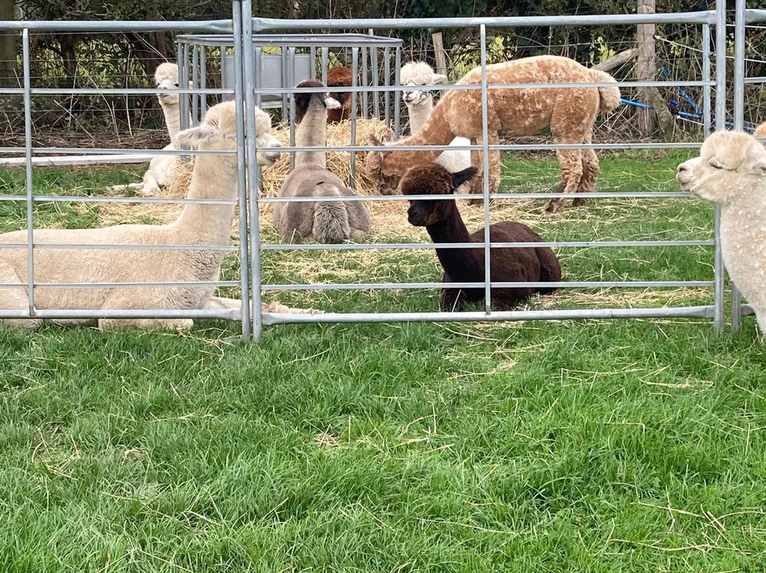 Natterjack Alpacas-Ormskirk必去景点