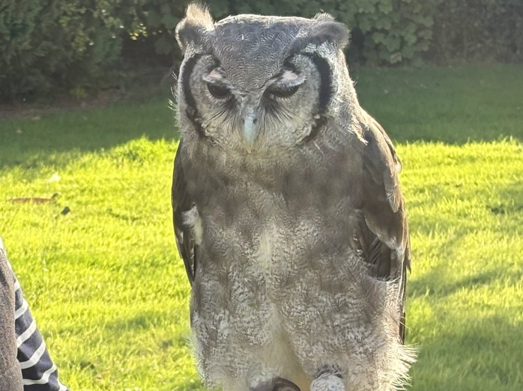 Falconry Experience Wales-Newtown必去景点