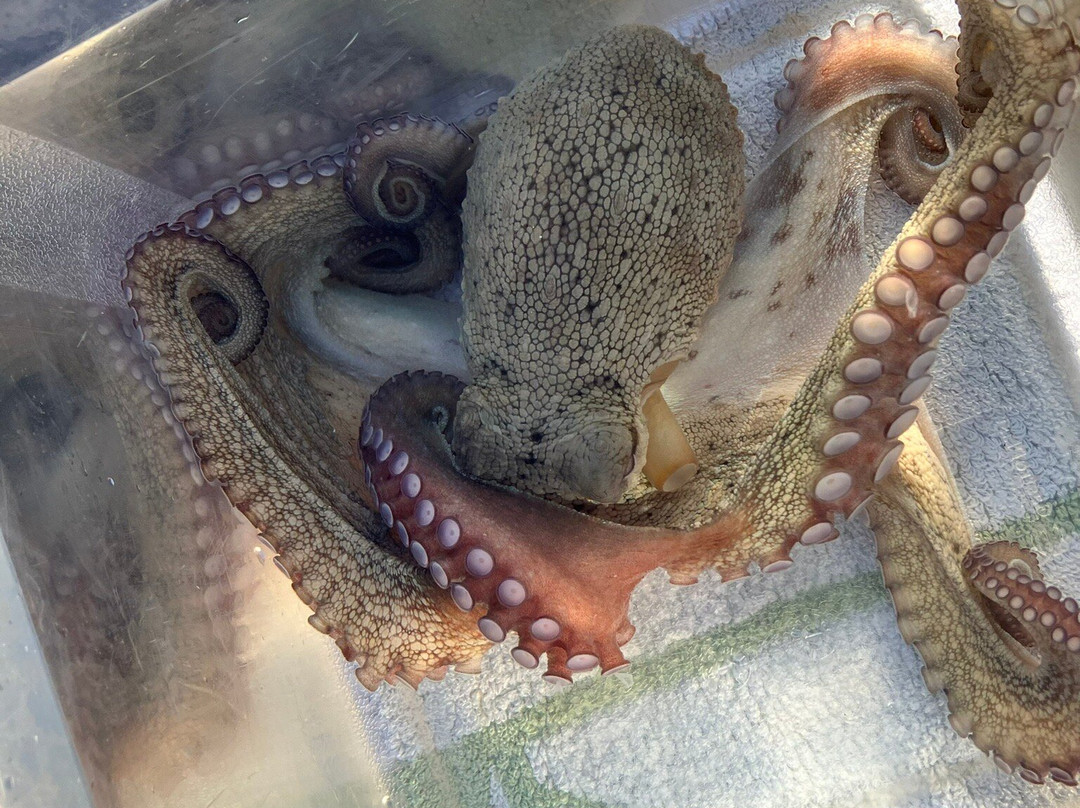 Mario's Cruises Zakynthos-瓦西里科斯必去景点