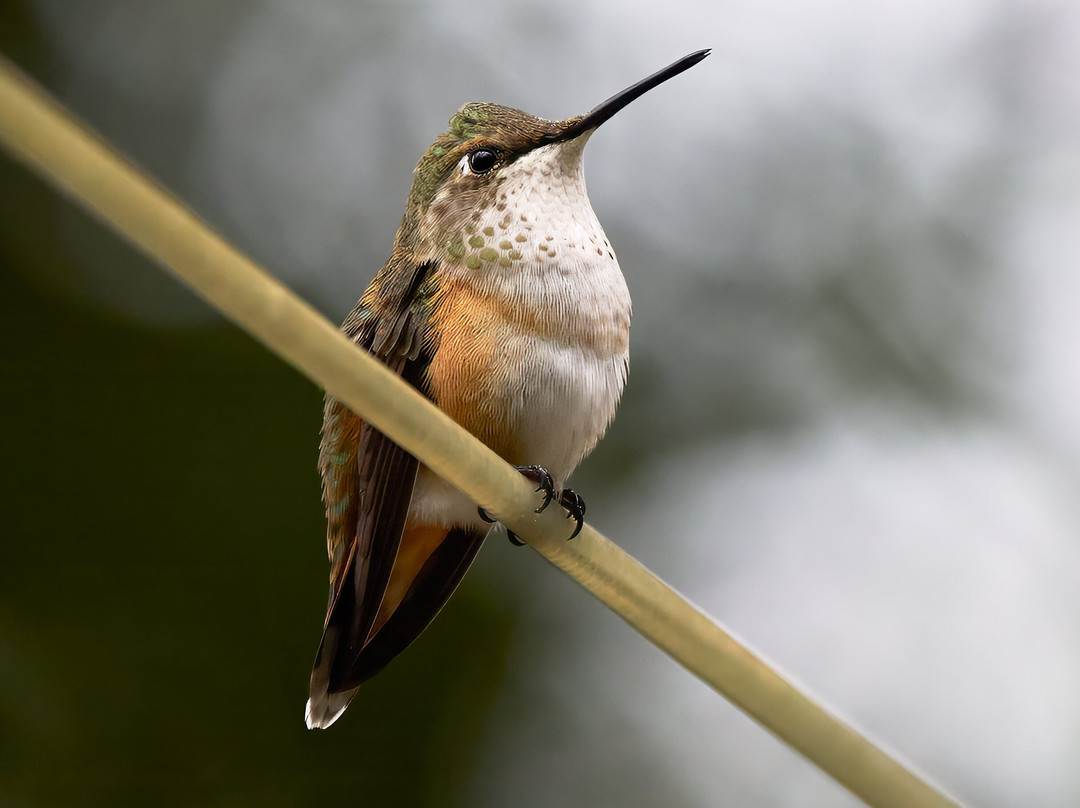 Ramsey Canyon Inn Bed and Breakfast主图