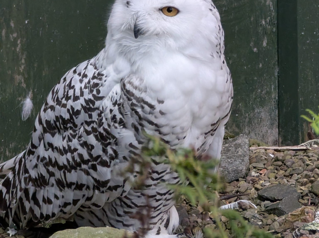 Scottish Owl Centre-Whitburn必去景点