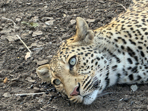 Shenton Safaris Kaingo Camp主图