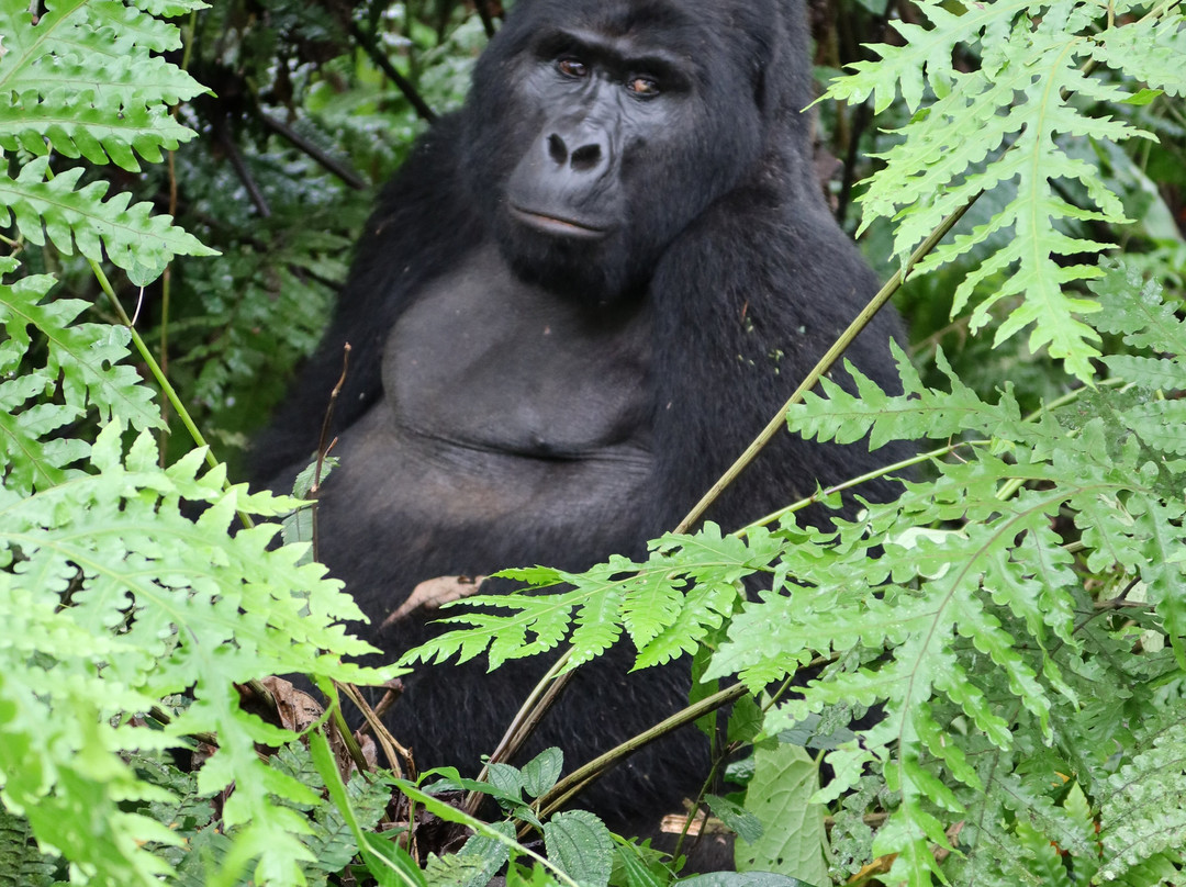 Kisoro Tours Uganda-坎帕拉必去景点